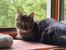 GRISU, Katze, Waldkatzen Mix in Riedenburg