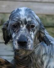 VENERE, Hund, English Setter in Italien