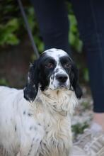 FOLA, Hund, English Setter in Italien