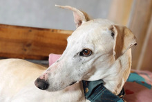 DAVID, Hund, Galgo Español in Dorsten