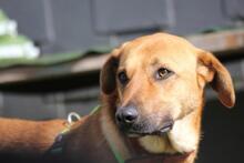 BUDDY, Hund, Labrador Retriever-Mix in Wuppertal