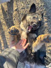 VIVICA, Hund, Mischlingshund in Rumänien