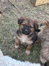SERAFINA, Hund, Mischlingshund in Kerpen
