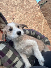 CLARISSA, Hund, Mischlingshund in Kerpen