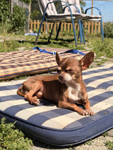 KIWI, Hund, Chihuahua in Marsberg