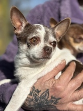 COOKIE, Hund, Chihuahua in Marsberg