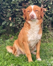 POLPETTA, Hund, Mischlingshund in Boxberg