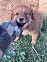 ALTEA, Hund, Mischlingshund in Kerpen