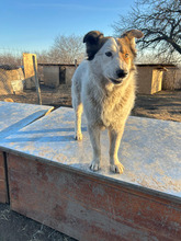 ASSOL, Hund, Mischlingshund in Rumänien