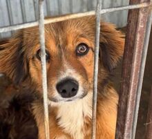 INDIE, Hund, Mischlingshund in Altena