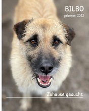 BILBO, Hund, Mischlingshund in Rumänien