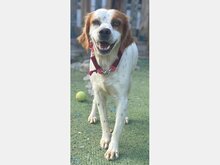 GRACE, Hund, Bretone in Spanien