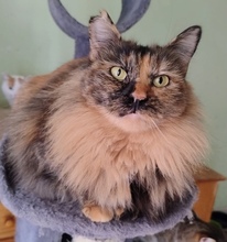 AMBER, Katze, Langhaarkatze in Spanien