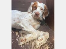 CHLOE, Hund, Bretonischer Vorstehhund in Melsungen