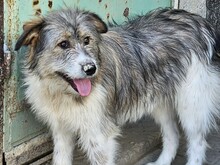 KIKI, Hund, Mischlingshund in Röthenbach