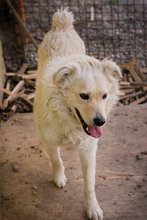 MISCHA, Hund, Mischlingshund in Kroatien
