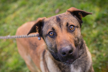 JASPER, Hund, Mischlingshund in Kroatien