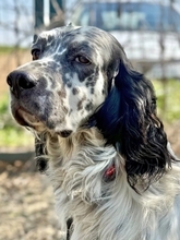 MATTEO, Hund, English Setter in Escheburg