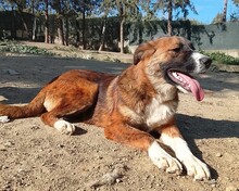 DIMITRA, Hund, Mischlingshund in Griechenland