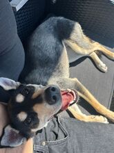 VIOLETA, Hund, Mischlingshund in Sigmaringen