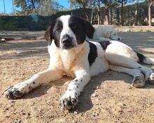 LISSY, Hund, Mischlingshund in Griechenland