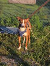 KALLE, Hund, Podenco in Spanien