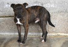 HELYO, Hund, Mischlingshund in Italien