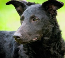 LLOYD, Hund, Mischlingshund in Portugal