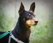 LUCIO, Hund, Mischlingshund in Portugal