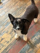 KIBO, Hund, Mischlingshund in Rumänien