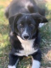 KIBO, Hund, Mischlingshund in Chemnitz