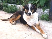 MIRA, Hund, Mischlingshund in Griechenland