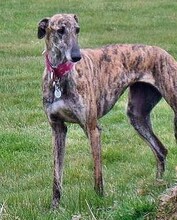 NESSA, Hund, Galgo Español in Lüdersfeld