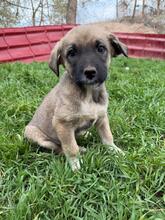 GINO, Hund, Mischlingshund in Bulgarien