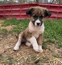 GISELA, Hund, Mischlingshund in Bulgarien