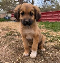 GLORIA, Hund, Mischlingshund in Bulgarien