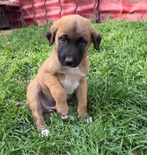 GERD, Hund, Mischlingshund in Bulgarien