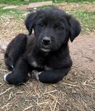 GRACE, Hund, Mischlingshund in Bulgarien