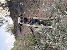 CHANCE, Hund, Mischlingshund in Linkenheim-Hochstetten