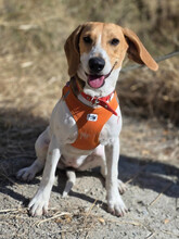 LEIA, Hund, Mischlingshund in Kiel