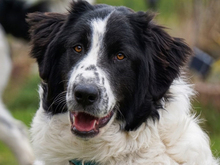 LINO, Hund, Mischlingshund in Oberviechtach