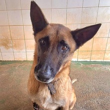 KIKO, Hund, Malinois in Spanien
