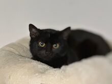 KRÜMEL, Katze, Europäisch Kurzhaar in Fürth