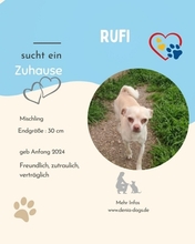 RUFI, Hund, Chihuahua-Mix in Nürnberg