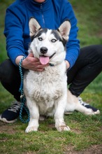 HOSHIKO, Hund, Siberian Husky-Corgi-Mix in Ungarn