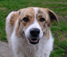 BABY, Hund, Herdenschutzhund in Viersen