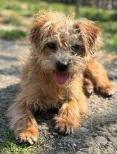 CURLY, Hund, Mischlingshund in Rumänien