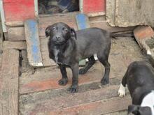 RAMBO, Hund, Mischlingshund in Bulgarien