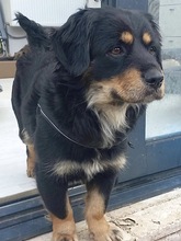 EDDA, Hund, Berner Sennenhund-Dackel-Mix in Rumänien