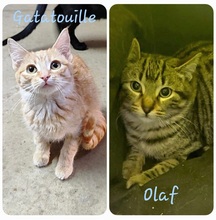 GATATOUILLE, Katze, Europäisch Kurzhaar in Spanien